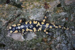 Salamandra longirostris Joger & Steinfartz 1994的圖片