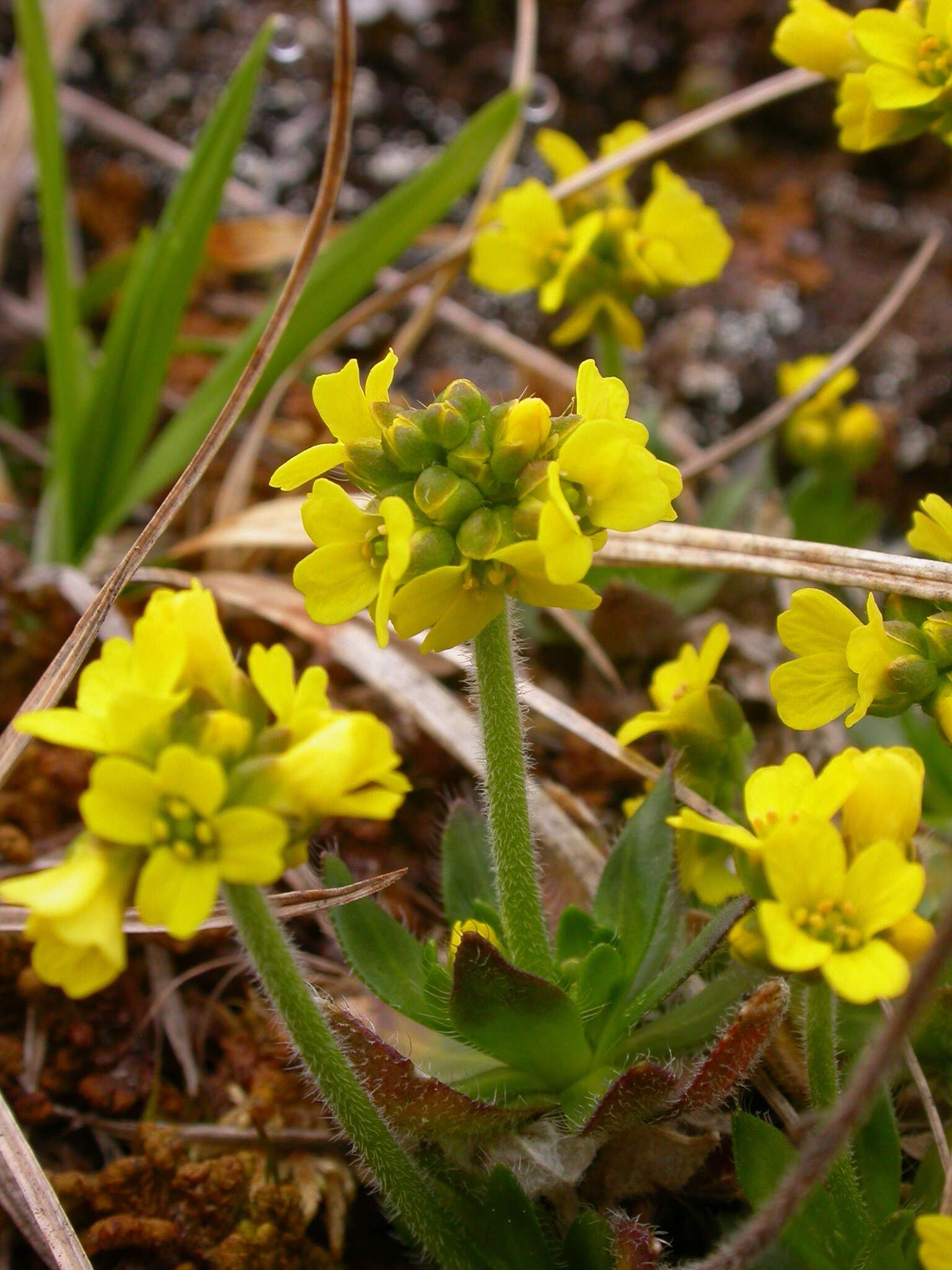 Image of alpine draba