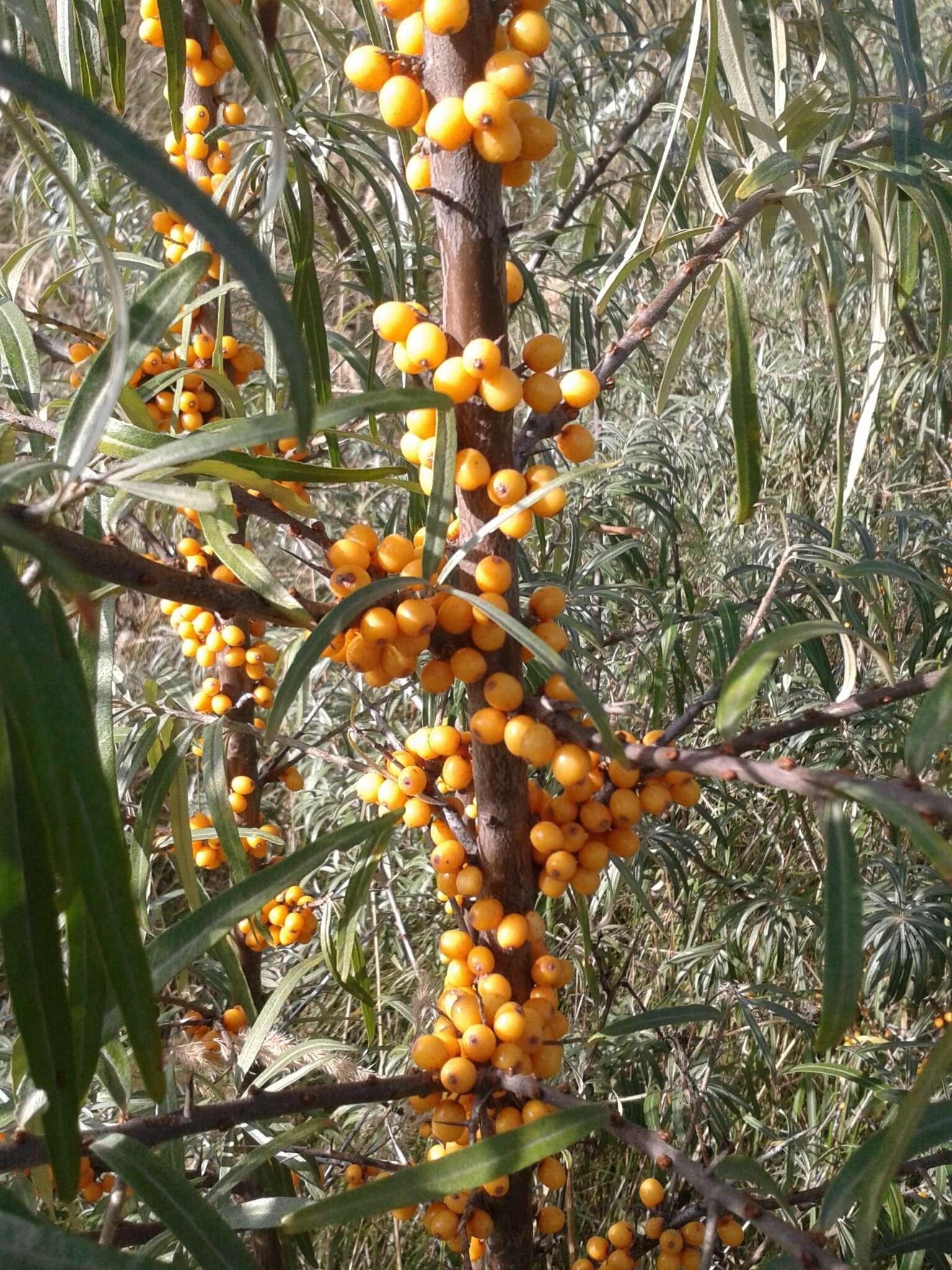 Imagem de Hippophae rhamnoides L.