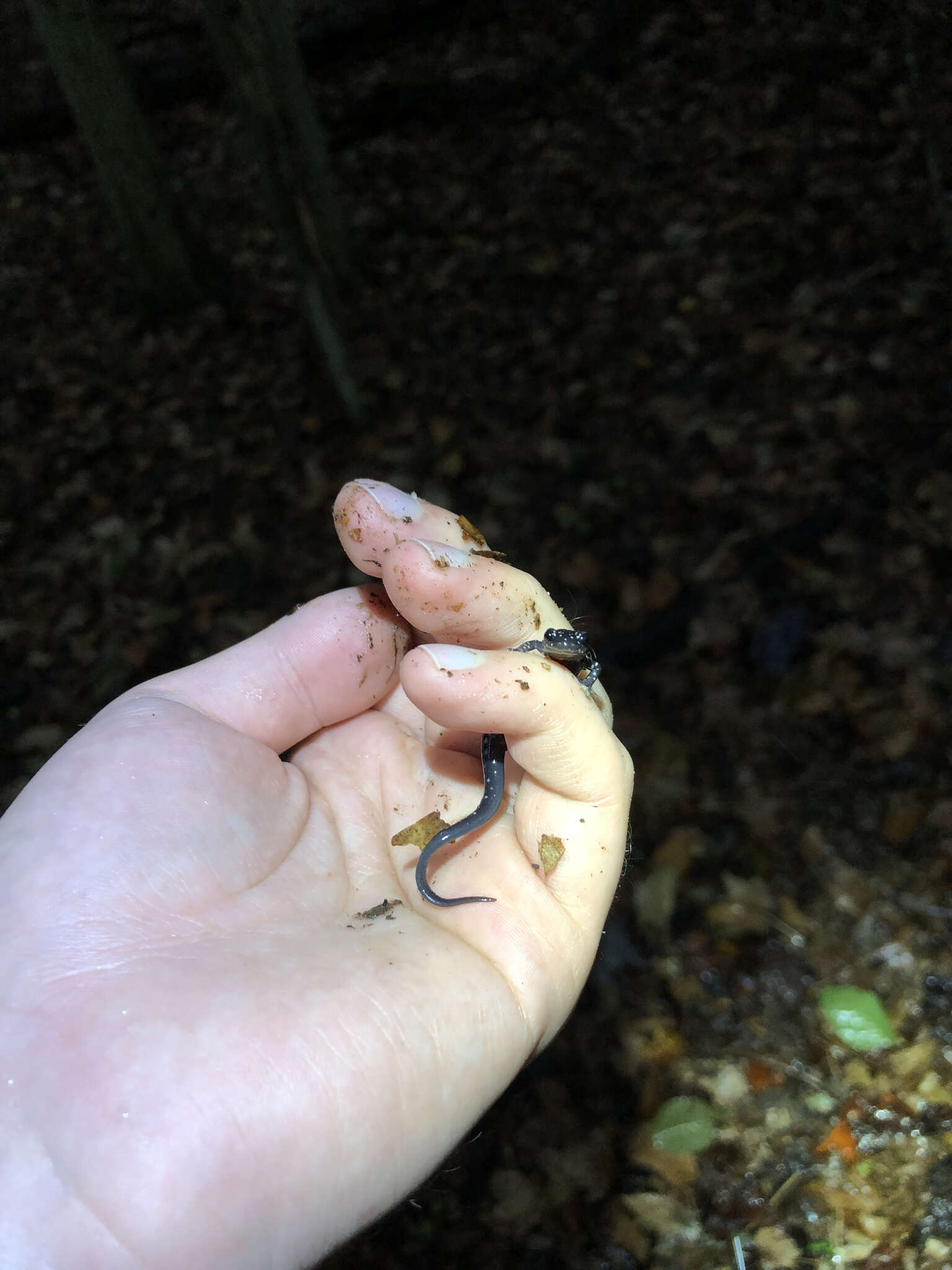 Image of Cumberland Plateau Salamander