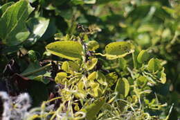 Sivun Clematis chinensis var. tatushanensis T. Y. A. Yang kuva