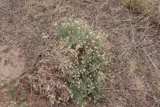 Image of Vittadinia dissecta (Benth.) N. Burb.