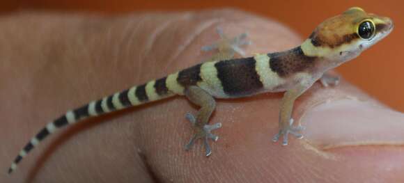 Pachydactylus monicae Bauer, Lamb & Branch 2006 resmi