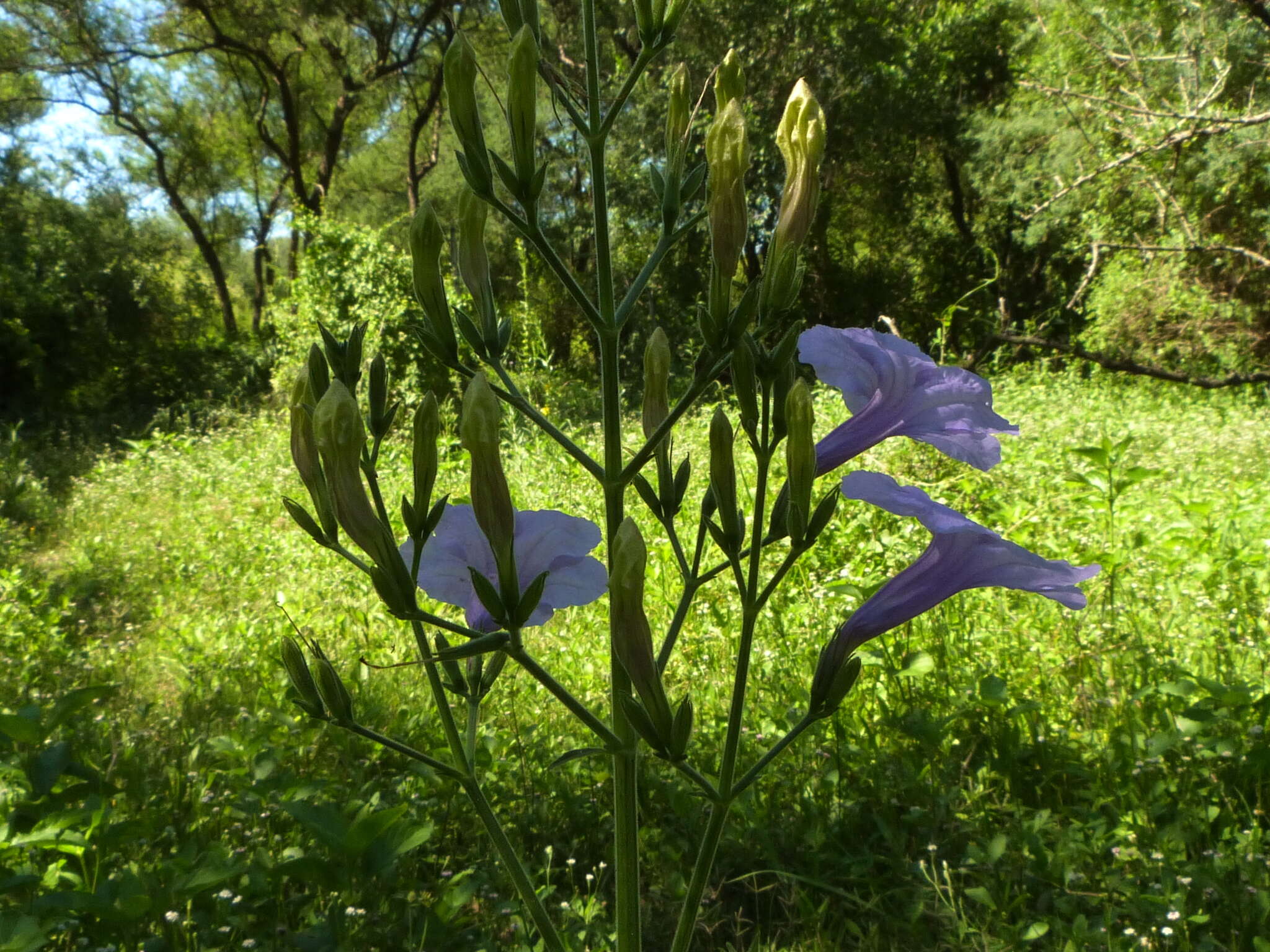 Image of hairyflower wild petunia