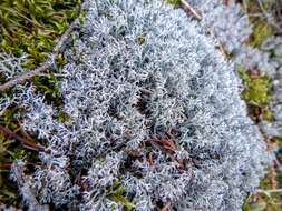 Image of Reindeer lichen