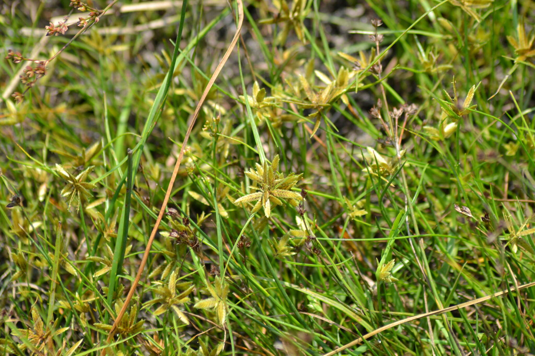 Image of Yellow Flat Sedge