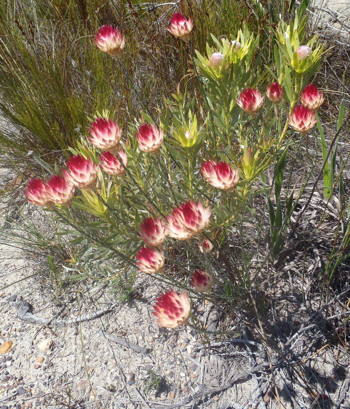 Image of Common Scaly Sewejaartjie