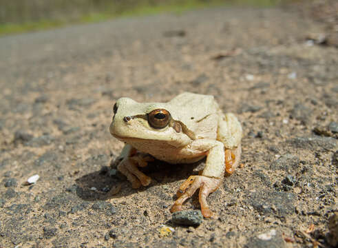 Image of Hyla orientalis Bedriaga 1890