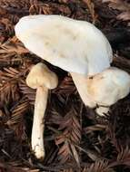 Image of Entoloma adnatifolium (Murrill) Blanco-Dios 2015