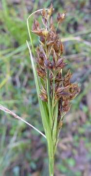 Image of Fragrant Beak Sedge