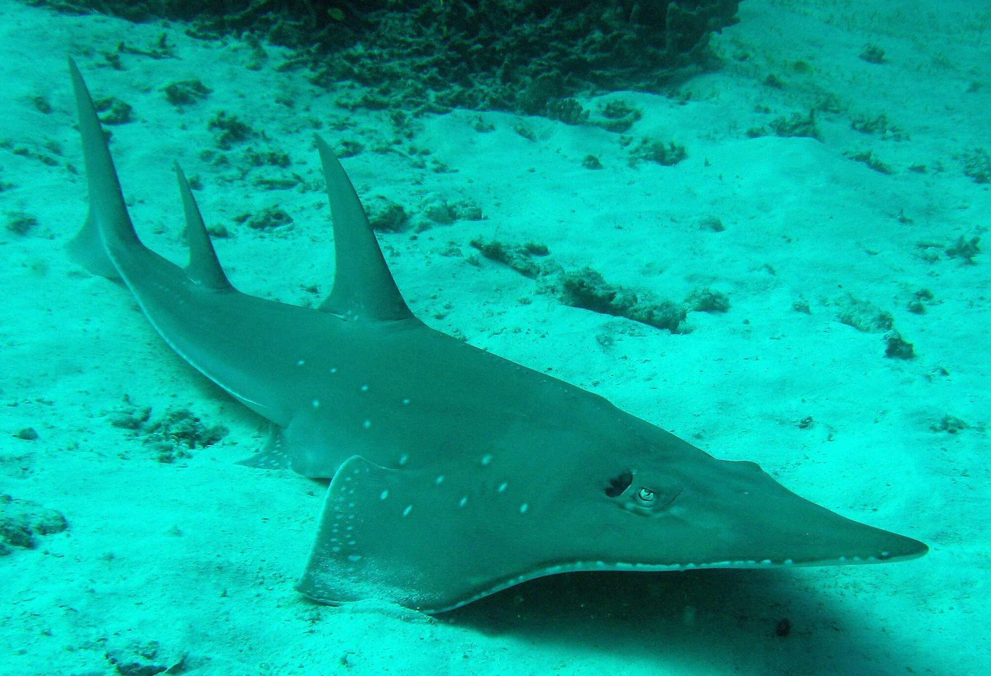 Image of White-spotted Guitarfish