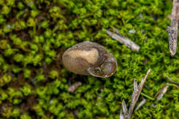 Imagem de Ashfordia granulata (Alder 1830)