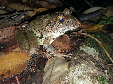 Image of Giant Barred River-frog