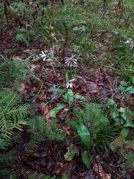 Image of Lindley's aster