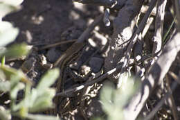 Image of Paulina's Tree Iguana