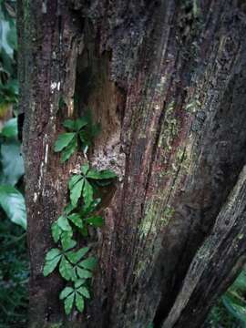 Image of Tetrastigma obtectum (Wall. ex Lawson) Planch. ex Franch.