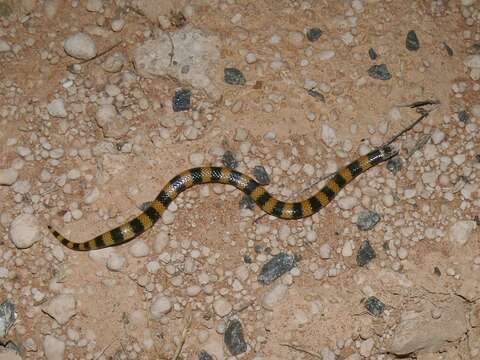 Image of Desert Banded Snake