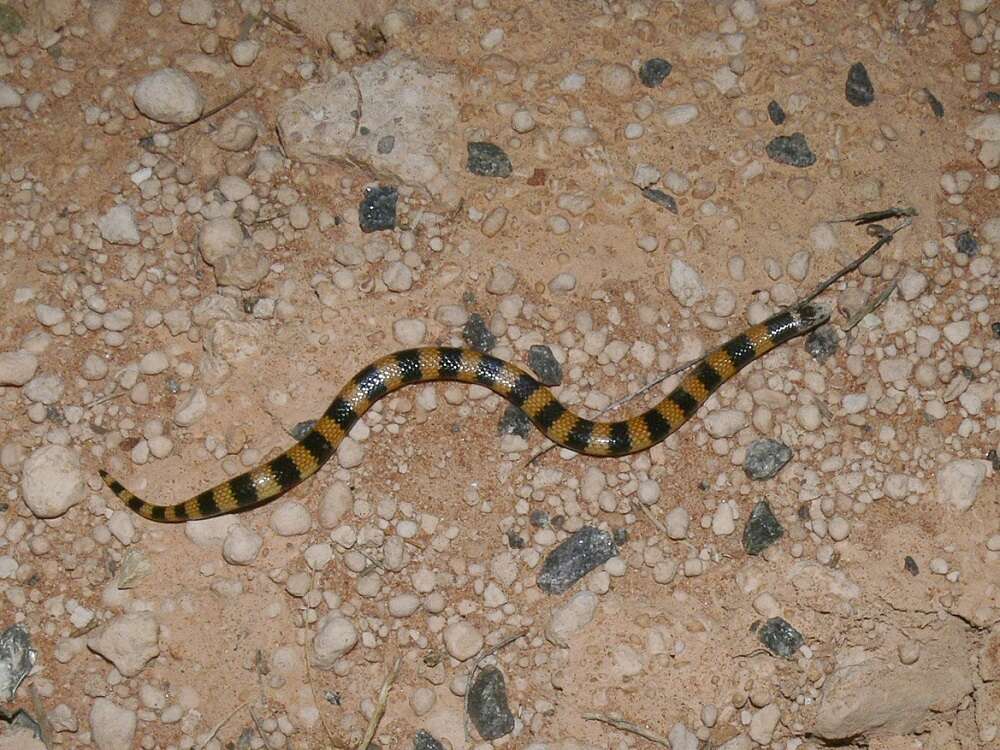 Image of Desert Banded Snake