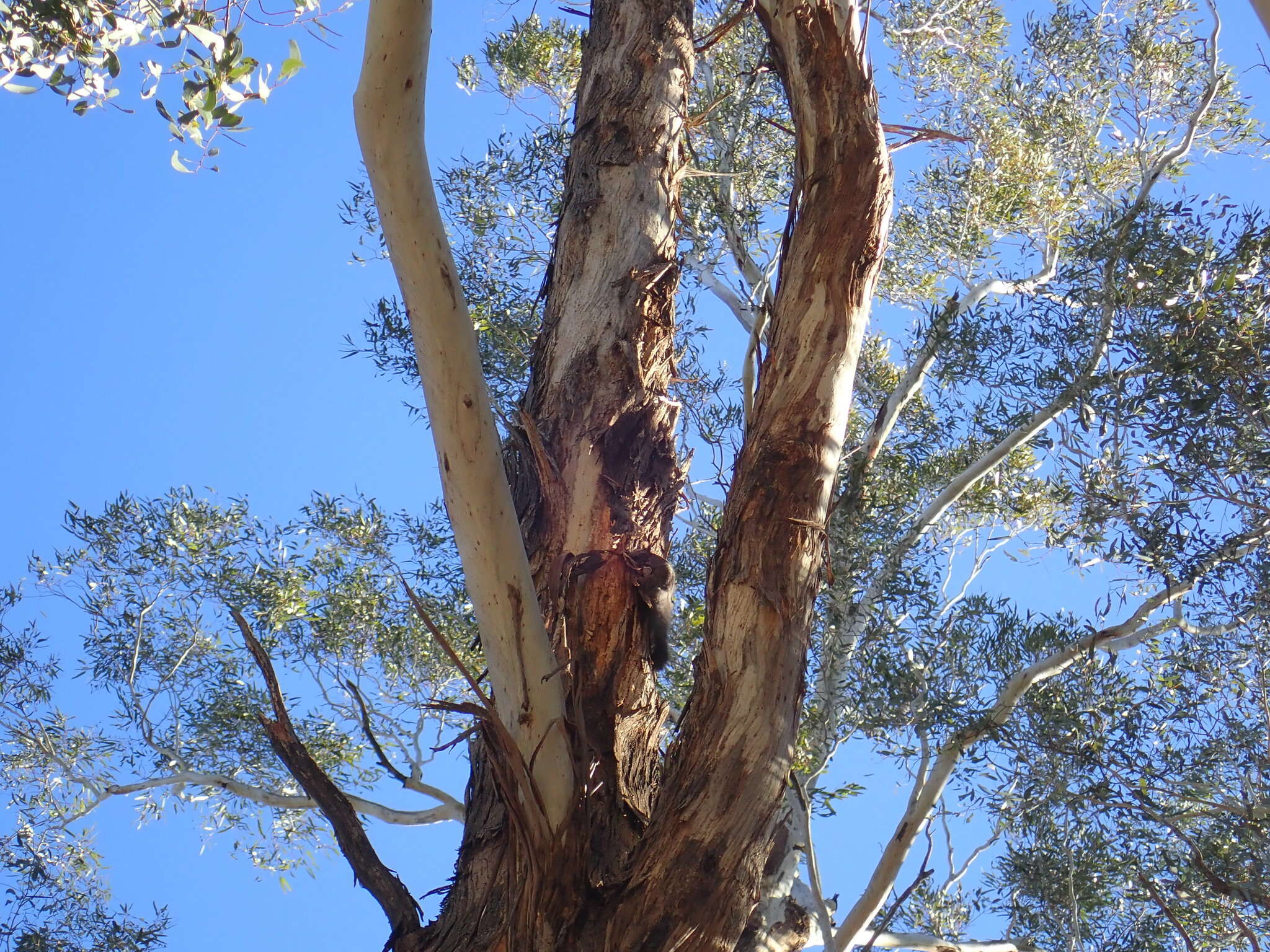 Image of Squirrel Glider