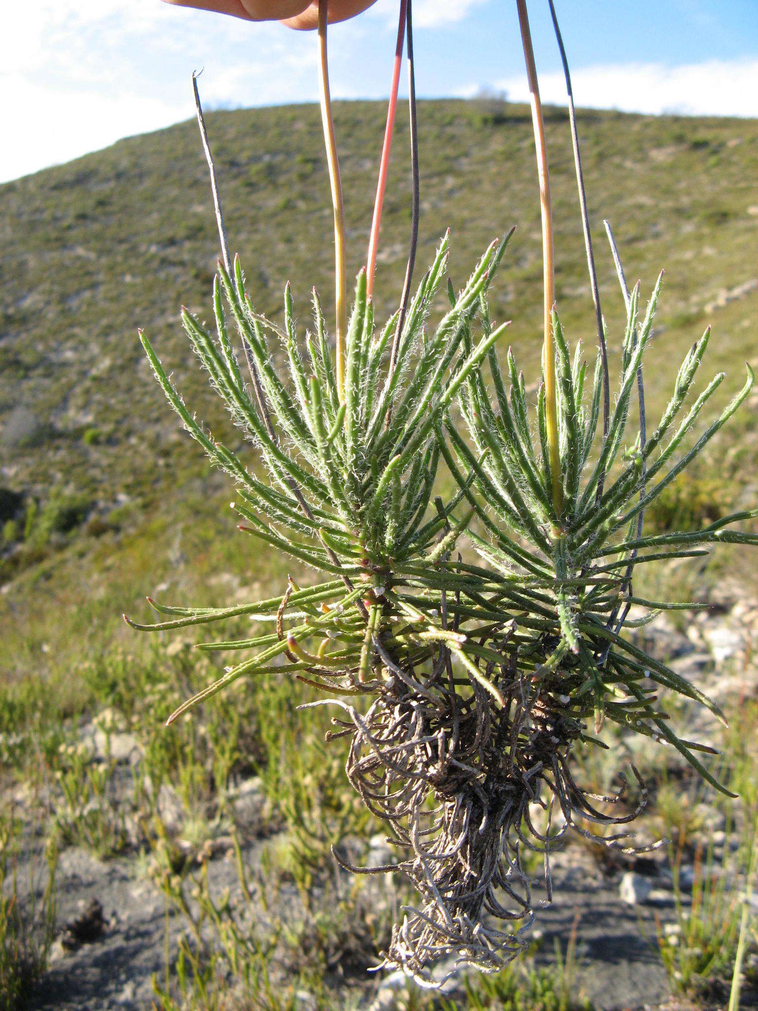 Euryops hebecarpus (DC.) B. Nordenst. resmi