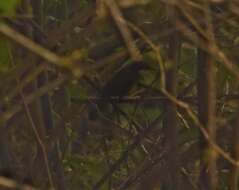 Image of Wayanad Laughingthrush