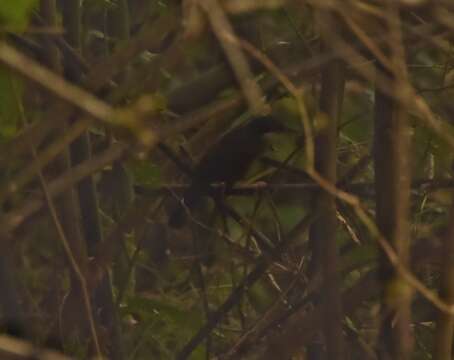 Image of Wayanad Laughingthrush