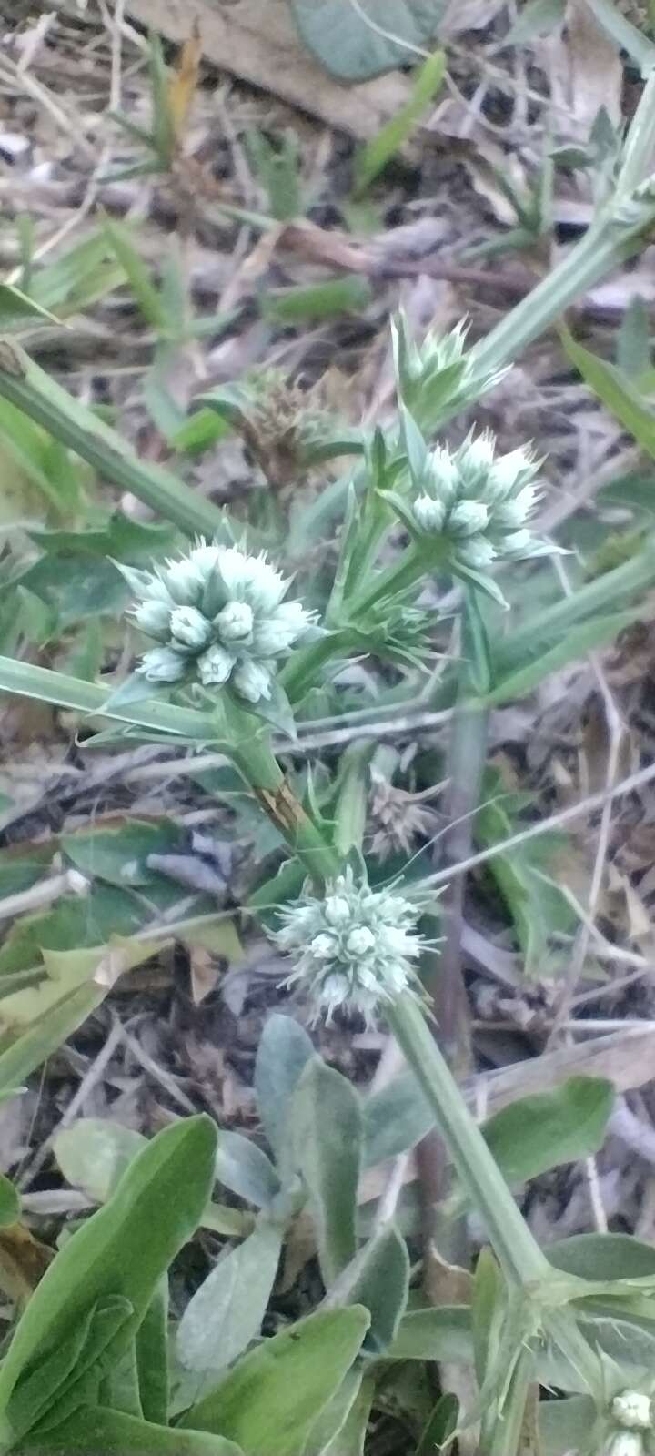 Eryngium nudicaule Lam. resmi