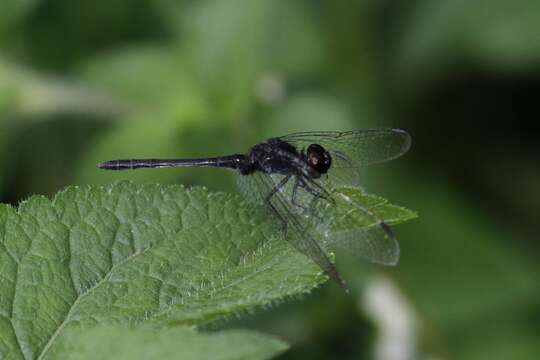 Image of Black Percher