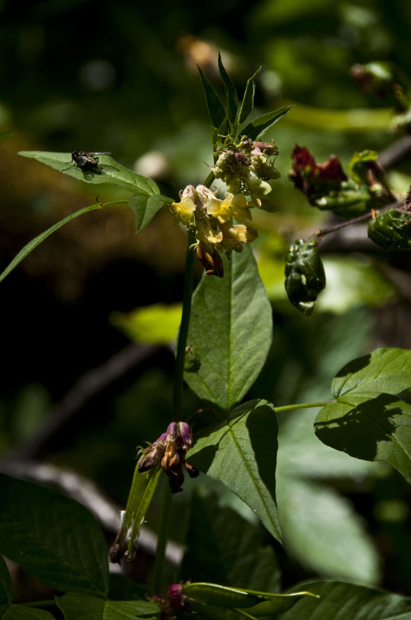 صورة Vicia oroboides Wulfen