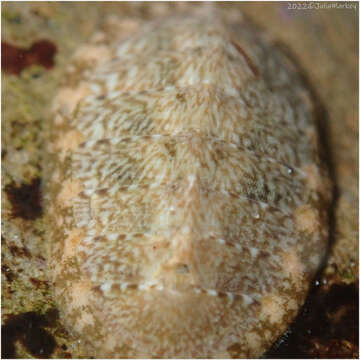 Image of keep's chiton