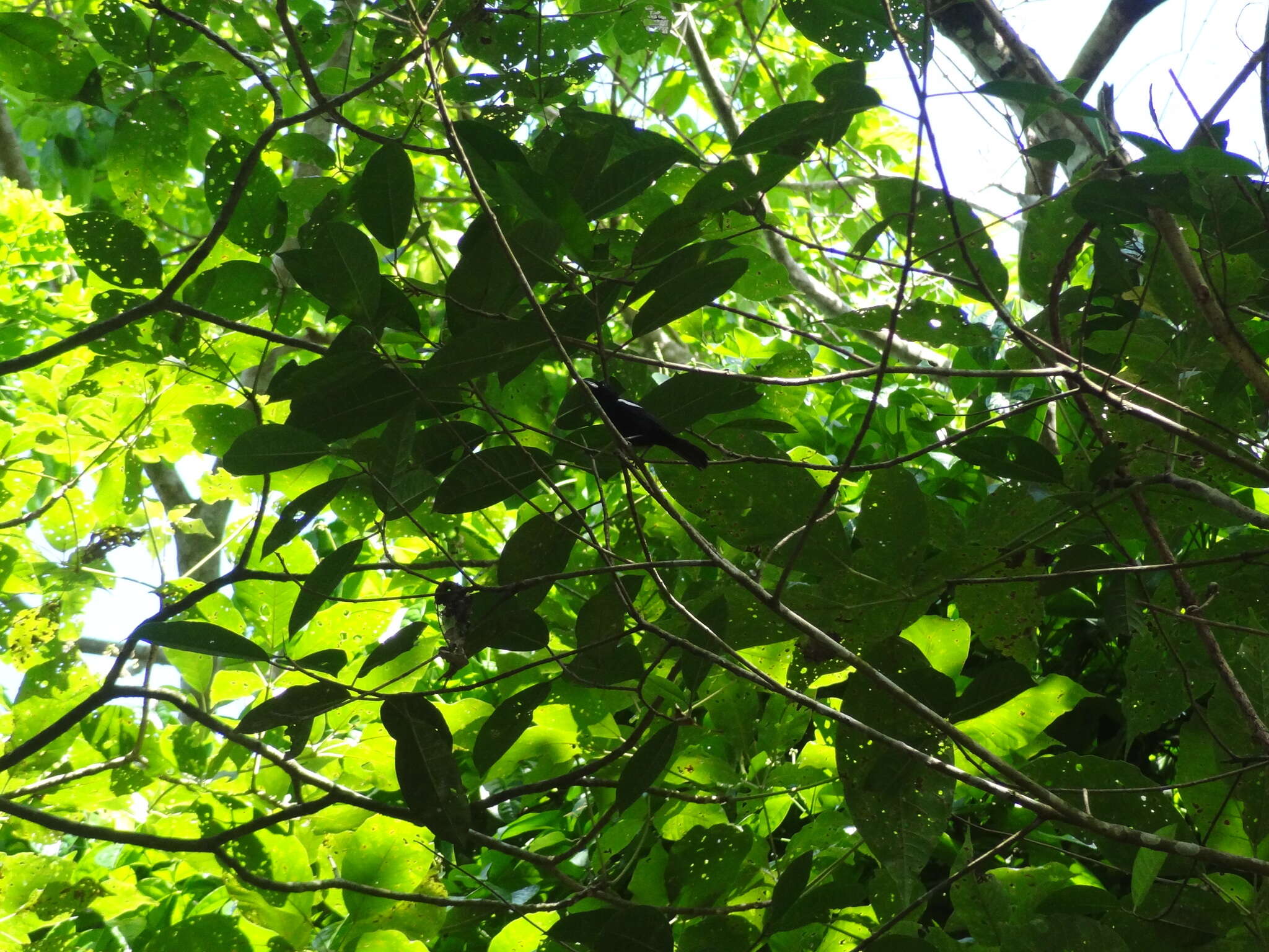 Image of White-shouldered Tanager