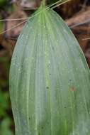 Image of Stanhopea graveolens Lindl.