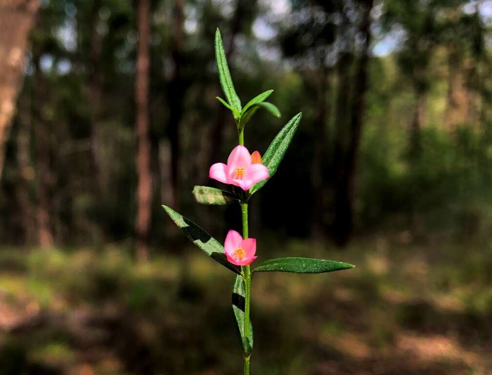 Image de Cyanothamnus polygalifolius