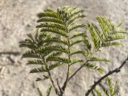 Imagem de Albizia harveyi E. Fourn.