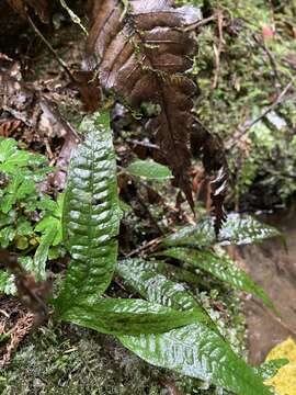 Imagem de Leptochilus pteropus (Bl.) Fraser-Jenk.