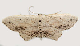 Image of Frosted Tan Wave Moth