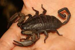 Image of Magaliesberg Rock Scorpion