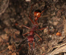 Image of Myrmecia nigriscapa Roger 1861