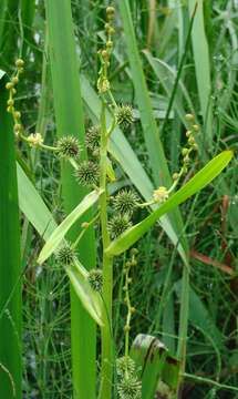 Image of Branched Bur-reed