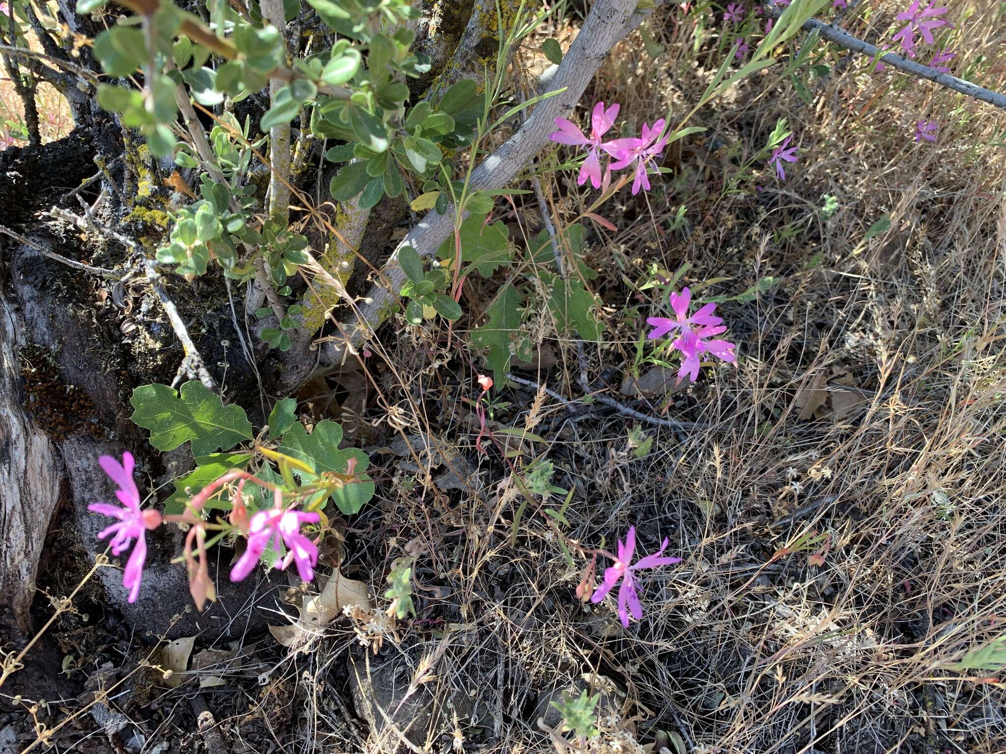 Plancia ëd Clarkia biloba (Dur.) A. Nels. & J. F. Macbr.