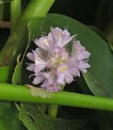 Image of Tropical Pickerelweed