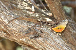 Image of Striped Anole