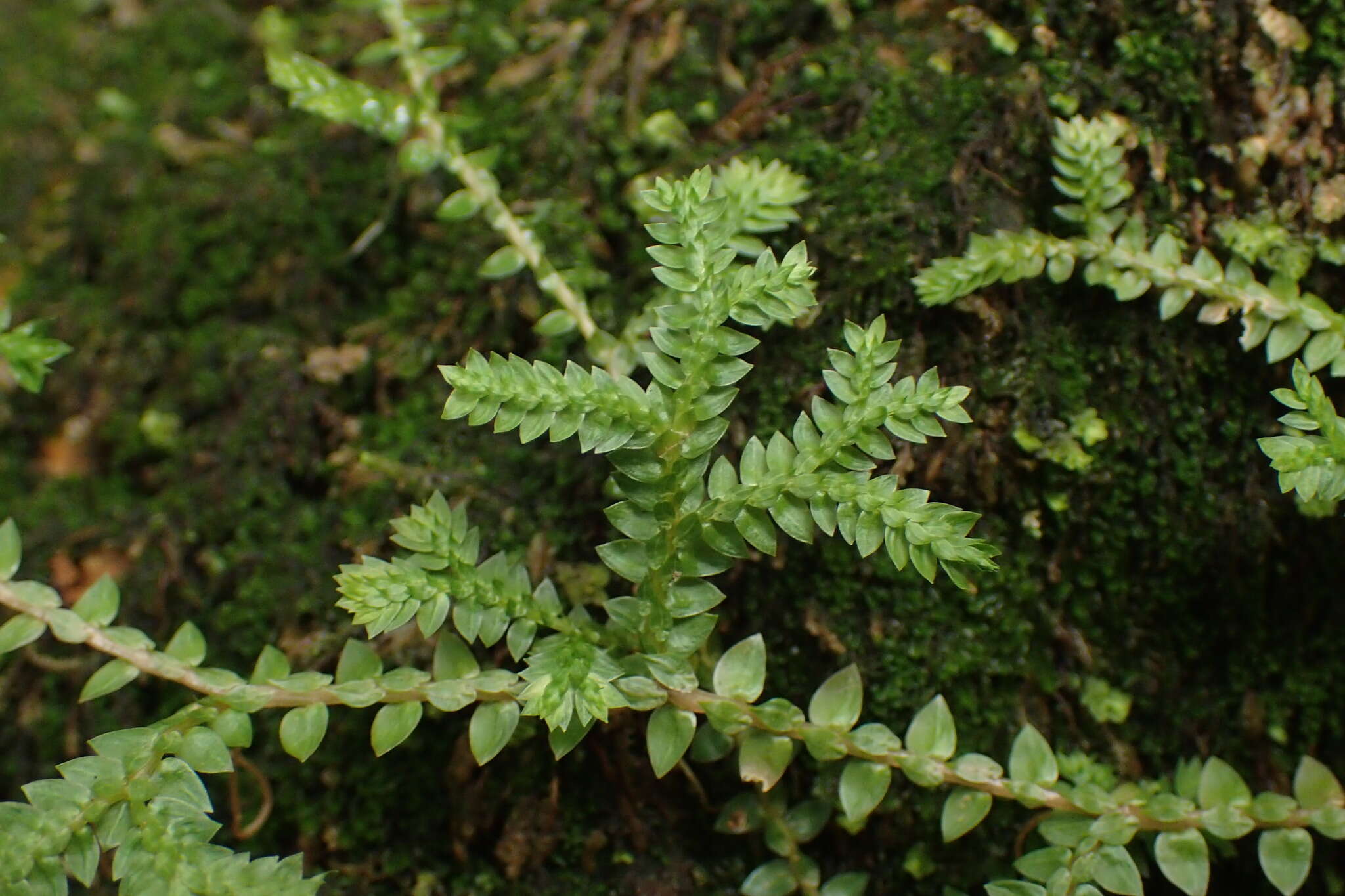 Image of Selaginella remotifolia Spring