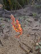 Image of Indigofera procumbens L.