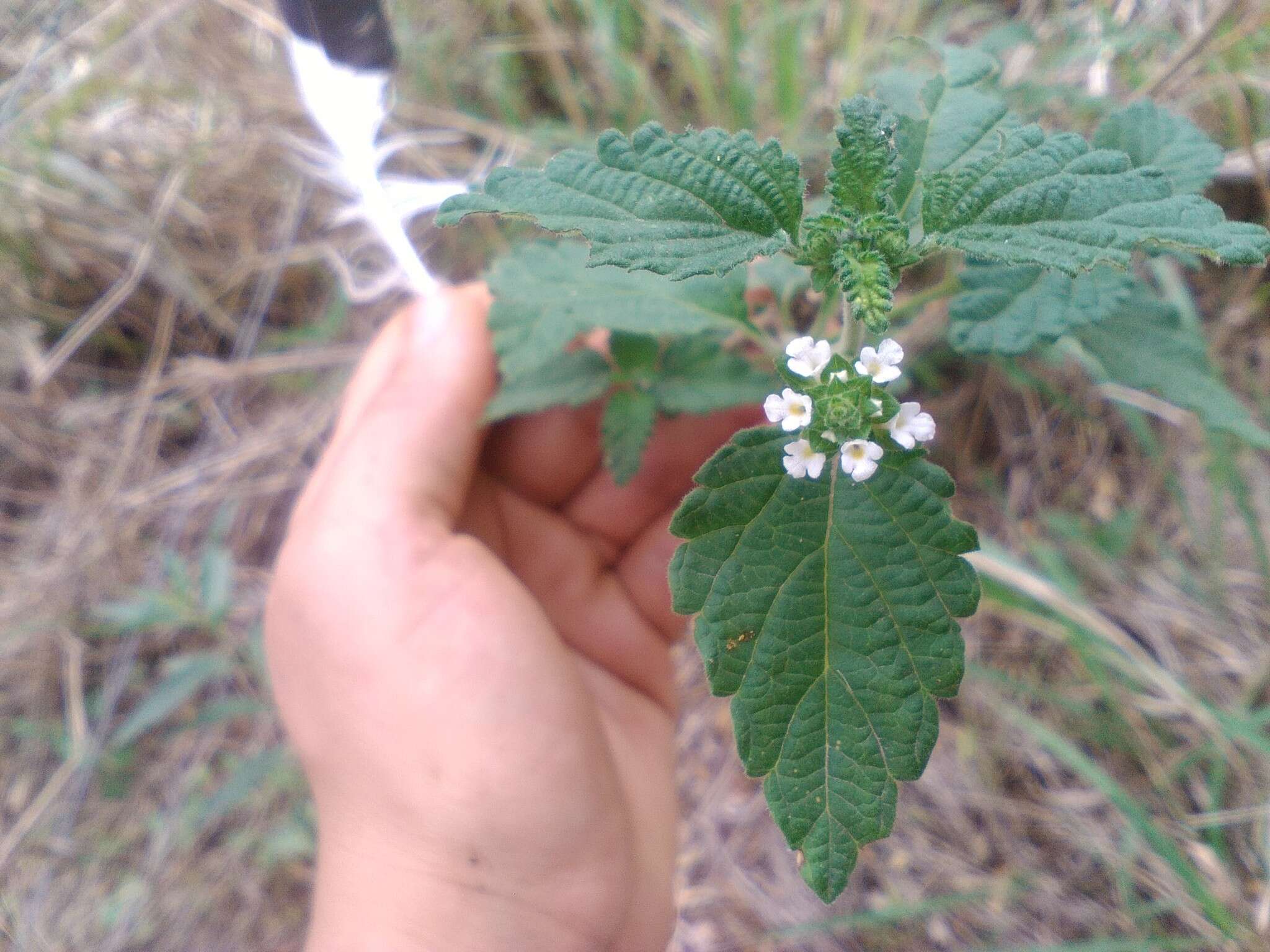 Plancia ëd Lantana grisebachii Stuck. ex Seckt