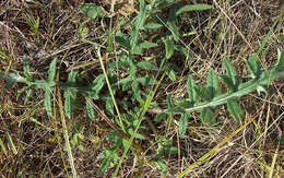 Слика од Cirsium decussatum Janka