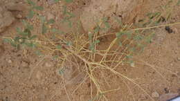 Image of Haplophyllum tuberculatum (Forsk.) Ad. Juss.
