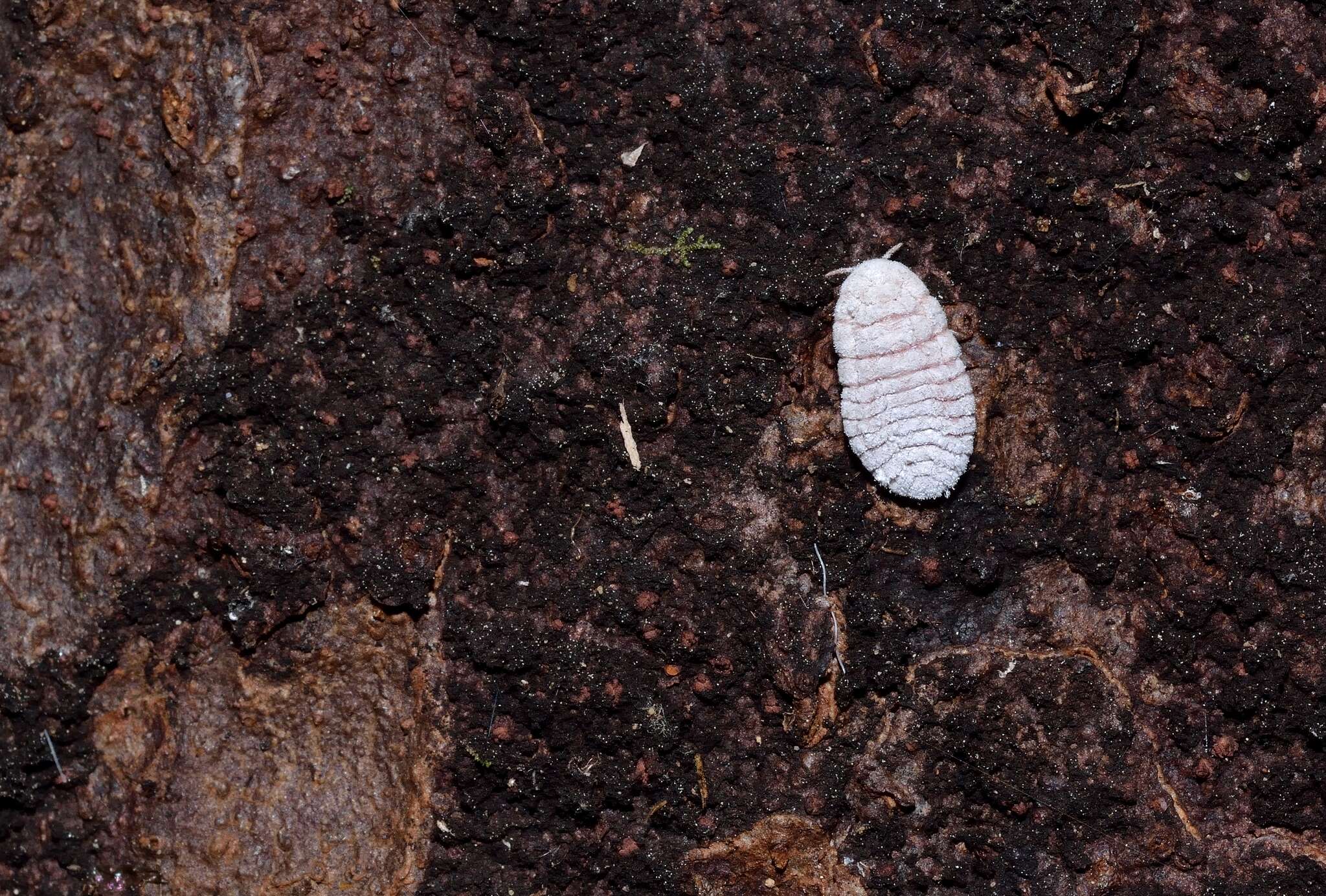 Imagem de Coelostomidia zealandica (Maskell 1880)