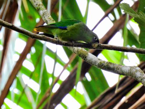 Image of Scarlet-shouldered Parrotlet