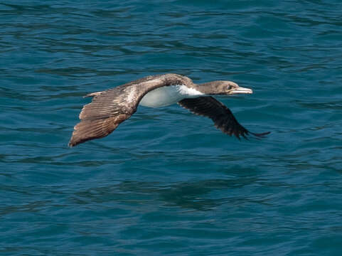 Plancia ëd Leucocarbo carunculatus (Gmelin & JF 1789)